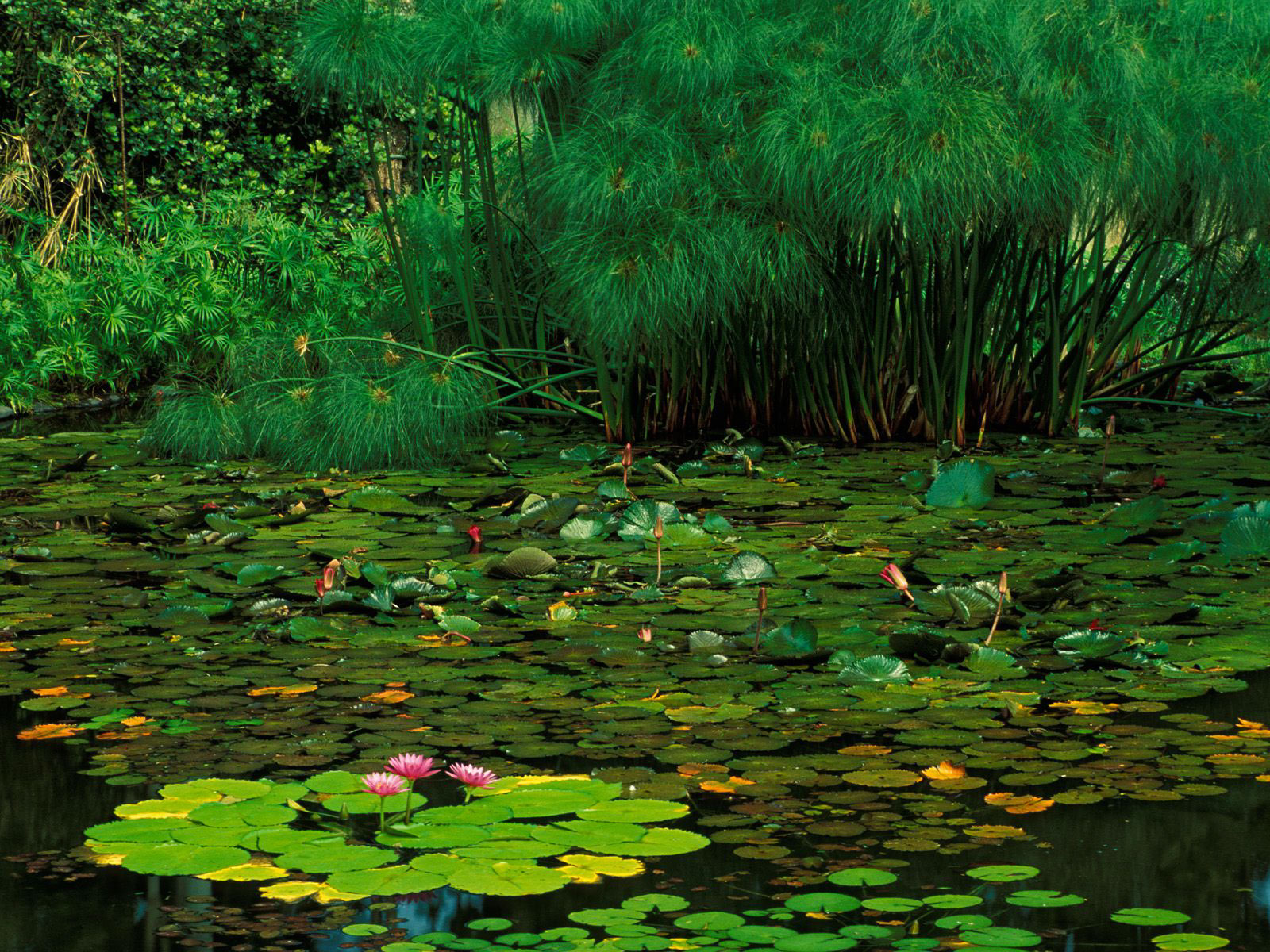Earth-Water-29485