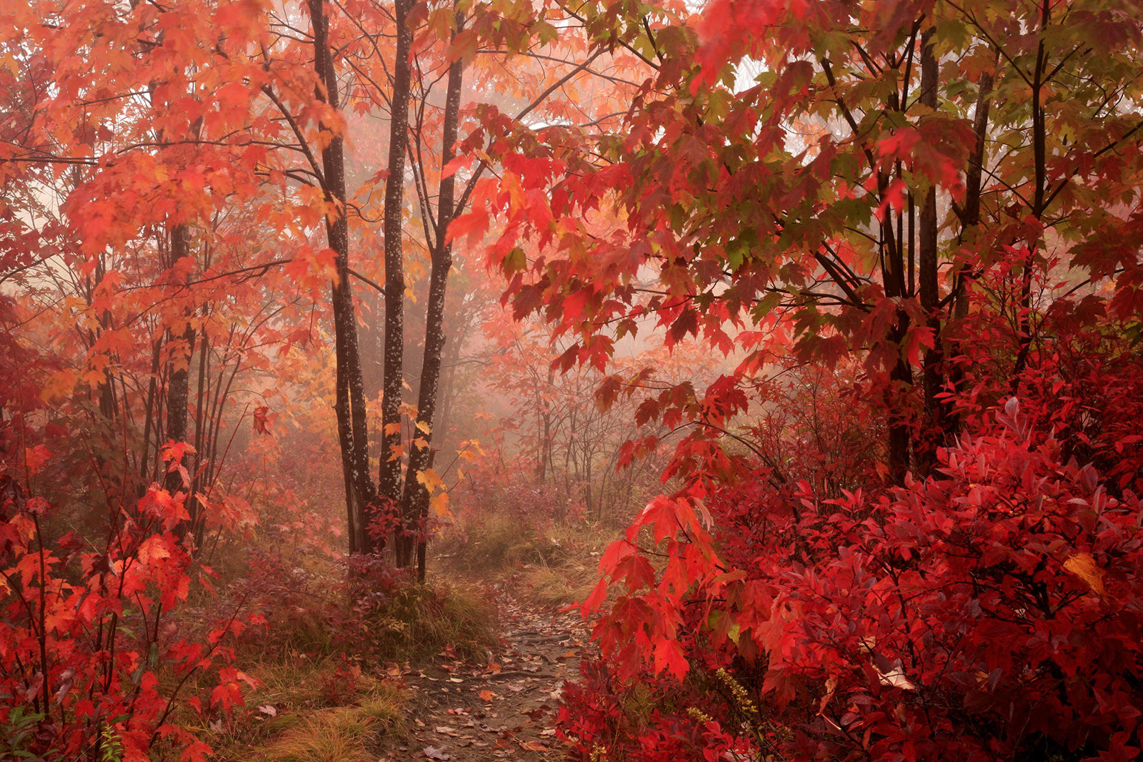Landscape56