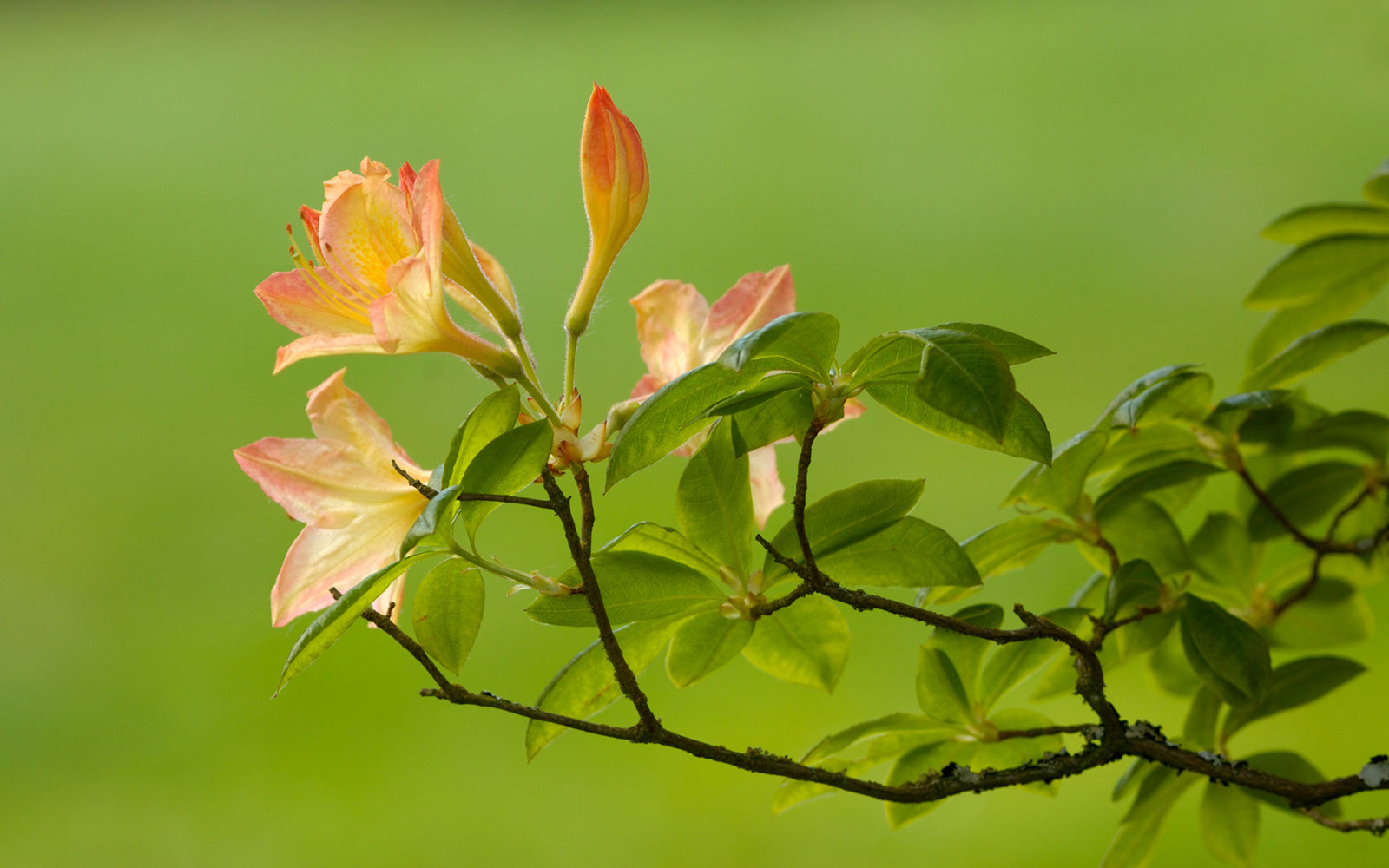 Washington_Azaleas
