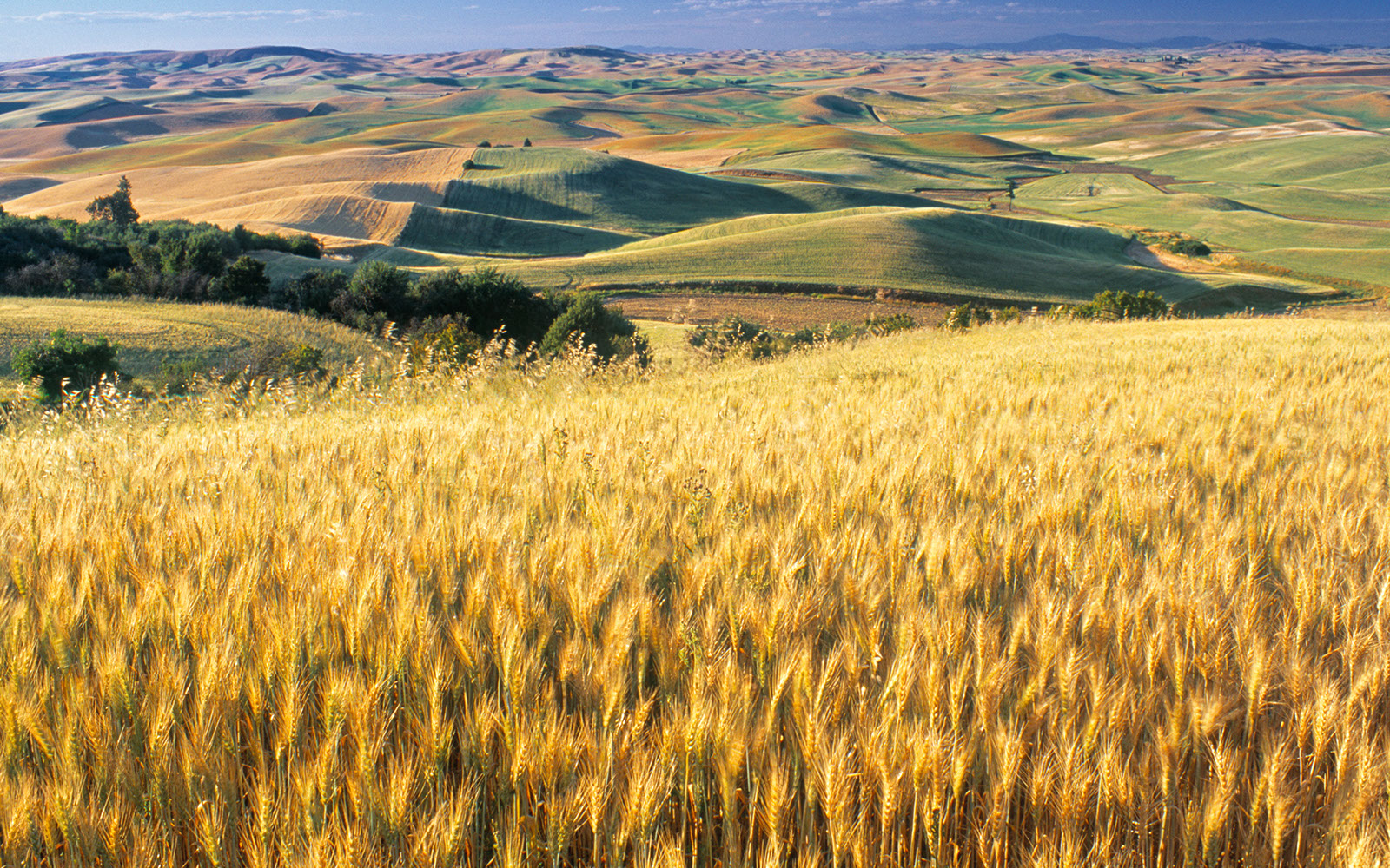 Wheat_Fields