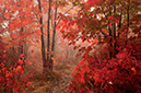 Landscape56