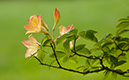 Washington_Azaleas