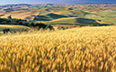 Wheat_Fields